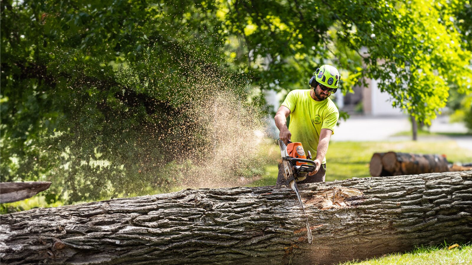 King Tree Services Focuses on Healthy Trees and Safe Landscapes