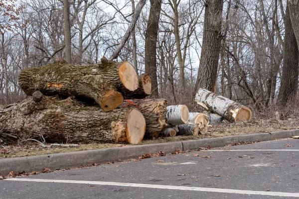 Tree Care Enterprises-Lake Geneva Experts in Tree Health & Safety