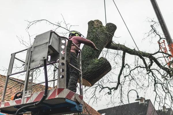Efficient Tree Cutting Service with Quick Turnaround