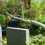 Hire Wiese Tree Service LLC for Professional Tree Solutions