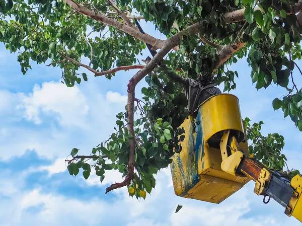 Sindt Tree Service Experts for Safe and Affordable Tree Care
