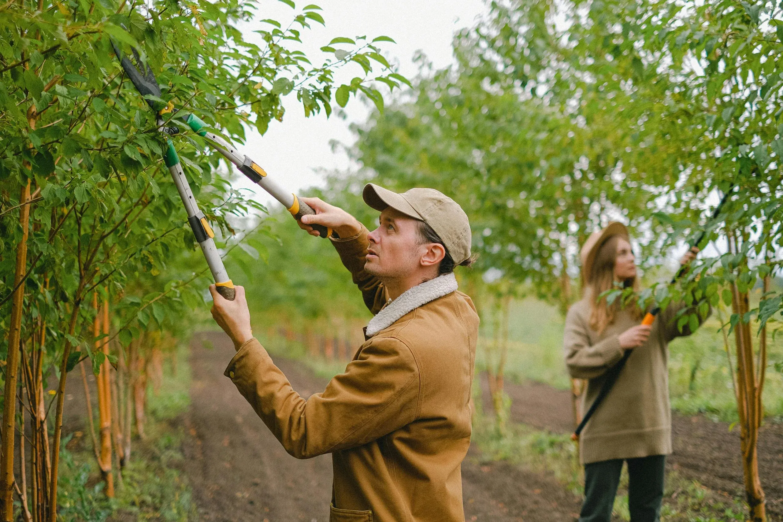Transform Your Garden with tree surgeon Heald Green Expert Assistance