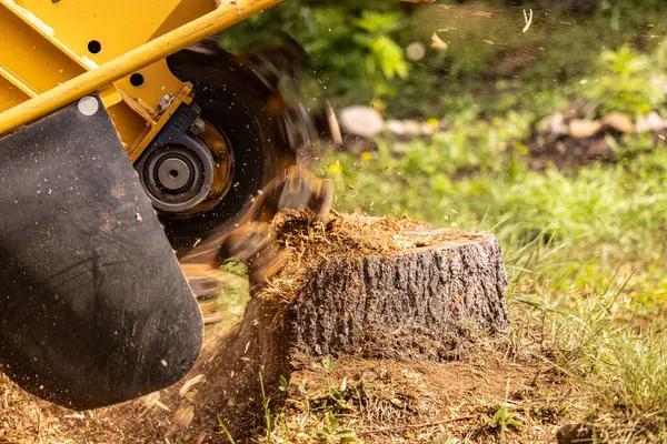 Tree Removal Service Mobile with Honest and Reliable Service