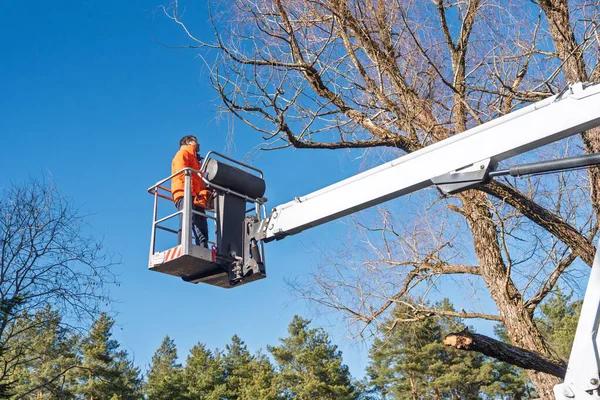Enhance Your Property with Quality Tree Maintenance