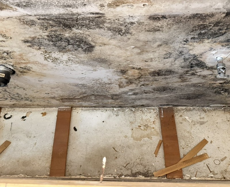 Mold Removal in Hayward Effective Solutions for Safer Homes